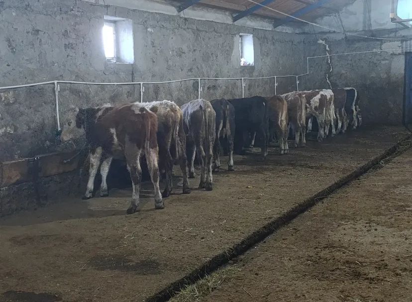 Gökçek Hayvancılık